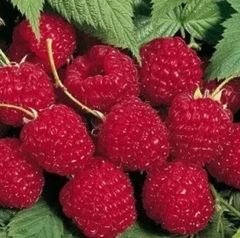 Саджанці малини «Хімбо Топ»