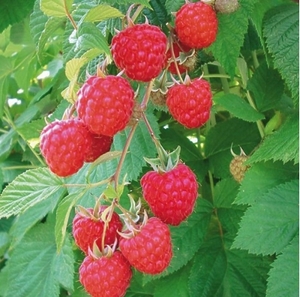 Саджанці малини «Глен Емпл»