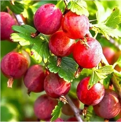 Агрус Колобок 