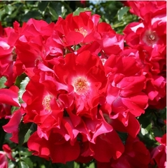 Саджанці рози дортмунд