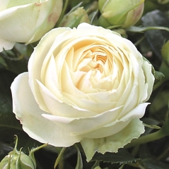 Саджанці рози Веддінг Піано