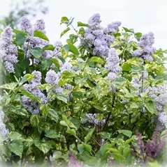 Бузок Аукобафолія