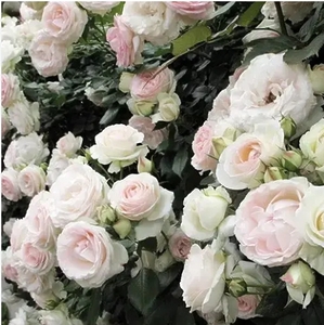 Саджанці рози Монблан