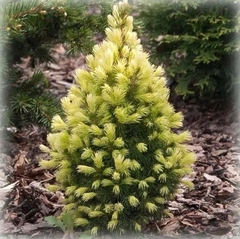 Ялина канадська Коніка Майголд