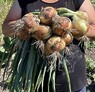 Цибуля сіянка Радар "BROER"