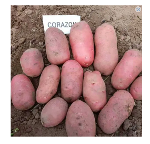 Картопля насіннєва Коразон (1 репродукція) 2,5 кг Сертифікована середньорання, фракція 35-50мм