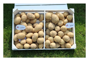 Картопля насіннєва Арізона (1 репродукція) 2,5 кг Сертифікована рання, фракція 35-50мм