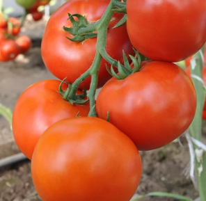 МАХІТОС F1 / MAHITOS F1 - Томат Індетермінантний, Rijk Zwaan