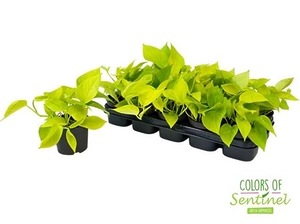 Епіпреміум Golden Pothos 12/15см