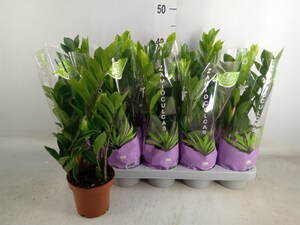 Заміокулькас Zamiifolia 12/35см