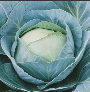 *КАПУСТА АДАПТОР F1, SYNGENTA