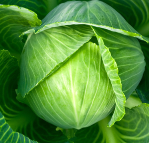 *Капуста білоголова Дитмарська 50г