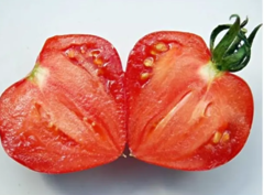 *ТОМАТ МАССОН F1 |MASSON F1, CLAUSE Індетермінантний (Високорослий) 