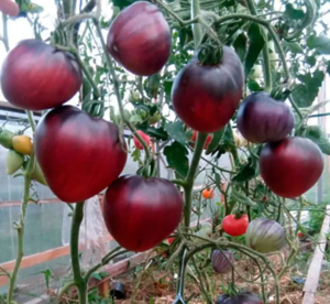 *Томат "Сержант Пеппер" Рожевий