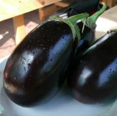 Баклажан Чемодан F1 10шт, Професійне насіння