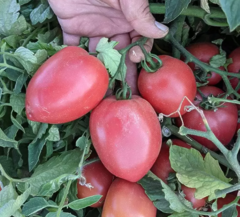 *Томат Пінк Крос F1, 10шт