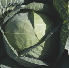 Капуста білоголова Кебтон F1/Cabton F1, Bejo 2500шт