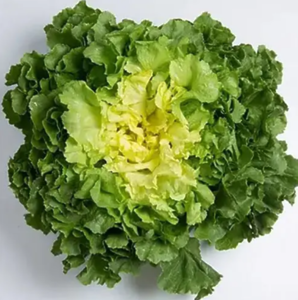 Салат Маратонетта, Enza Zaden