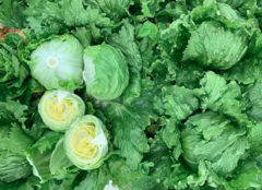 Салат Плано, Enza Zaden