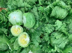 Салат Плано, Enza Zaden