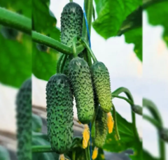 Огірок KS 45 F1 