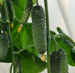 Огірок KS 507 F1