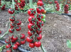 Томат чері Череза F1, 1000шт, Clause