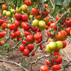 Томат БІЛЬБАО F1 / BILBAO F1, 1000шт, Clause (Високорослий)