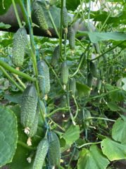 Огірок Амеріго F1,(для закритого грунту) 1000шт