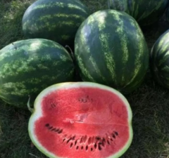 Кавун Грін Жар F1/Green Jar F1, 1000шт