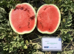 Кавун Ред Хевен F1/Red Heaven F1, 1000шт