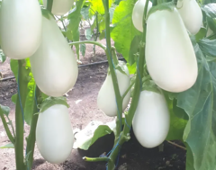 *Баклажан Албана F1