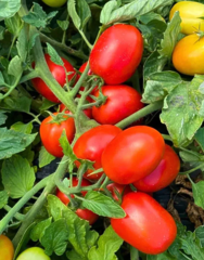 Томат Рекордсмен (детермінантний) F1 1000шт, Libra Seeds 