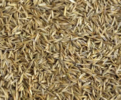 Райграс однорічний 1кг