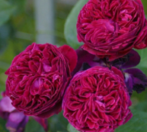 Саджанці троянди Фольстаф