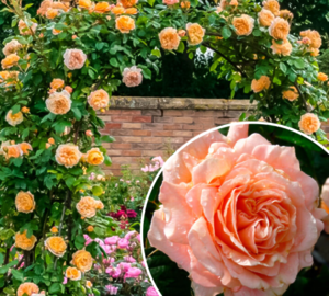 Саджанці троянди Полька