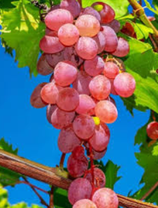 Саджанець винограду Лідія