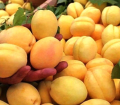 Саджанець абрикос Ананасний