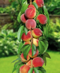 Саджанець персик Штатенберг