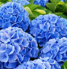 Саджанець гортензії Белла