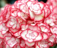 Саджанець гортензії Міс Саорі 