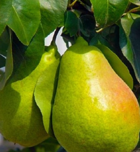 Саджанець груша Ноябрська