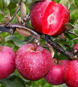 Саджанець яблуня червоном'яса