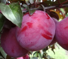 Саджанець слива Анджеліна