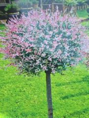 Саджанець Хакуро нішікі на штамбі