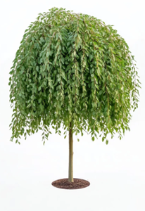 Саджанець Верба плакуча/звичайна на штамбі